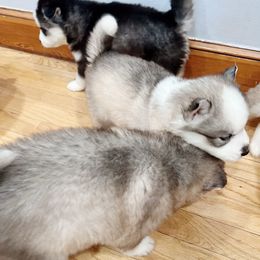 Siberian Husky Puppies from Ucanan Huskies