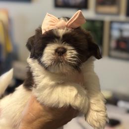 Shih Tzu puppies from Patriot pups