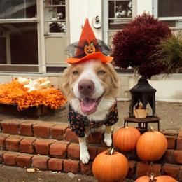 Summer - Australian Shepherd
