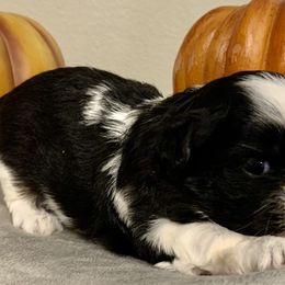 Lucy in the Sky - Shih Tzu puppy in Upland, California from Sassy AKC Shih Tzus