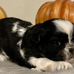 Lucy in the Sky - Shih Tzu puppy in Upland, California from Sassy AKC Shih Tzus