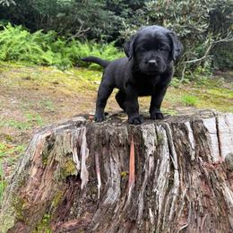 Chatter - Black female Labrador Retriever puppy in Lenoir, North Carolina from Wooten Retrievers