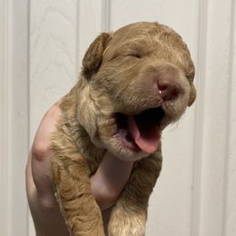 Boy 2 - Apricot male Goldendoodle puppy in Columbia, Kentucky from Burton's Precious Doodles