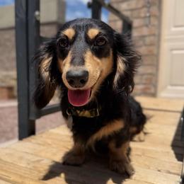 3,750 - Black and Cream Longhair - Black and cream male Dachshund puppy in Horizon City, Texas from Willipaws