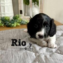 Rio - Black and tan male Dachshund puppy in Kemp, Texas from Koli Acres
