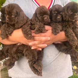 Cocker Spaniel puppies from Hillside kennels