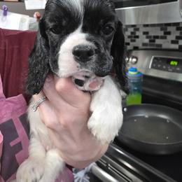 Lettuce - Black and white female Cocker Spaniel puppy in Northampton, Pennsylvania from ChristMos Cockers