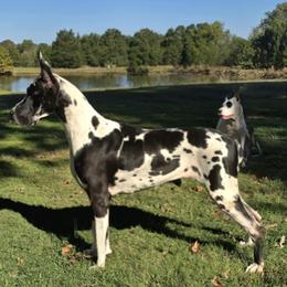 Great Dane puppies from Tidal Wave Danes