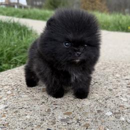 Tiny black boy - Black male Pomeranian puppy in Pittsburgh, Pennsylvania from Peachy Pomeranians