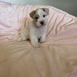 Miniature Schnauzer Puppies from Priscilla's Miniature Schnauzers