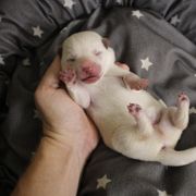 Picard - Hokkaido puppy in Torrance, California from Kaiju Kennels