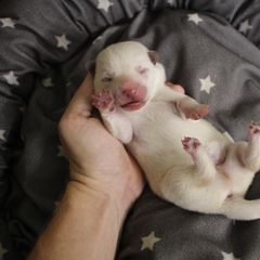 Picard - Hokkaido puppy in Torrance, California from Kaiju Kennels