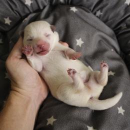 Picard - Hokkaido puppy in Torrance, California from Kaiju Kennels