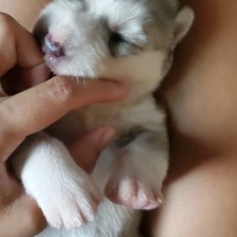 Siberian Husky Puppies from Canace Siberians