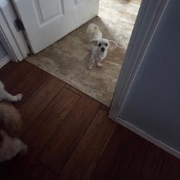 Potatoe - White male Maltipoo puppy in Sedro Woolley, Washington from Absher Ranch
