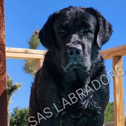 Picasso - Labrador Retriever