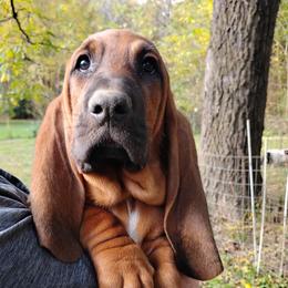 Butch - Brown and white male Basset Hound puppy in Imler, Pennsylvania from Happy Hounds