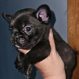 2 - Black and white male French Bulldog puppy in Lansing, Michigan from Black Thunder 517 Dachshunds and frenchies