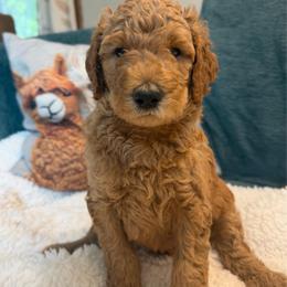 Mbappe- Boy 4 (brown collar) - Apricot male Goldendoodle puppy in Auburn, Indiana from Cooper’s Doodles
