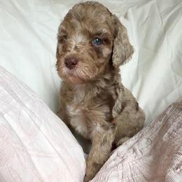 Happy - Brown merle female Aussiedoodle puppy in Denton, Maryland from Royal Conron Doodles
