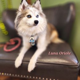 Oriole - Pomsky