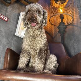 Tara - Goldendoodle