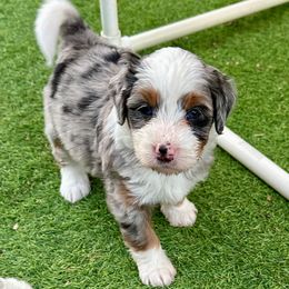 Marlee - Blue merle female Bernedoodle puppy in Royse City, Texas from Platinum Bernedoodles of Texas