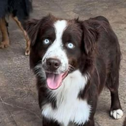 Moose - Miniature Australian Shepherd