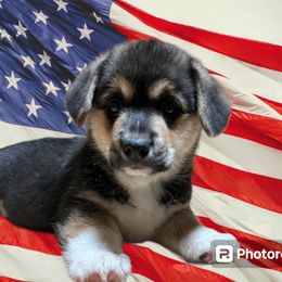 Boy 2 - Black and tan Pembroke Welsh Corgi puppy in Bushnell, Florida from Bending Oaks Corgis