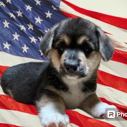 Boy 2 - Black and tan Pembroke Welsh Corgi puppy in Bushnell, Florida from Bending Oaks Corgis