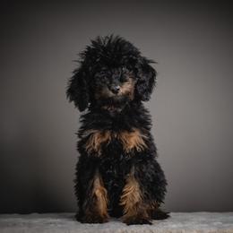 Wonder Woman - Phantom female Poodle puppy in Caldwell, Idaho from Boise Doodle Co.