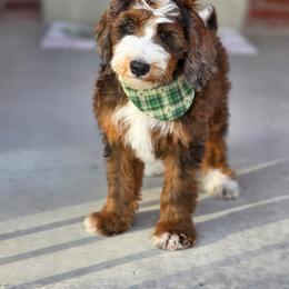 Green Bean Caserole - Sable male Bernedoodle puppy in Syracuse, Utah from Island View Poodles & Doodles