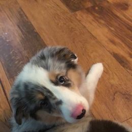 Miniature Australian Shepherd Puppies from Mill Creek Miniature Australian Shepherd