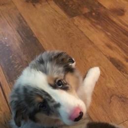 Miniature Australian Shepherd Puppies from Mill Creek Miniature Australian Shepherd