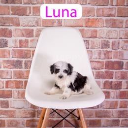 Luna - Parti female Assorted Doodle Crosses puppy in Calhoun, Georgia from Happy Top Doodles