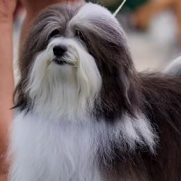 Olive - Havanese