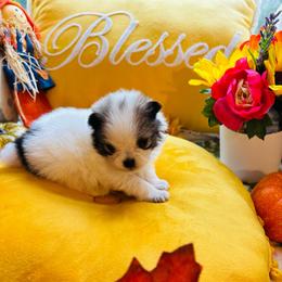 Dolly - Chocolate parti female Pomeranian puppy in Green Cove Springs, Florida from Natasha's Ark of Joy