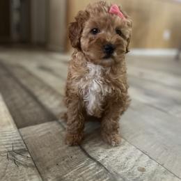 Cavapoo and Poodle Puppies from P&D Palace