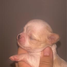 Tobiko - Fawn male Chihuahua puppy in New Castle, Delaware from Sasha’s Elite Kennel LLC