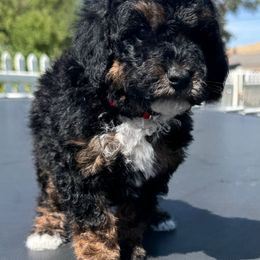 Red collar - Phantom female Poodle puppy in Henefer, Utah from Mountain Valley Poodles