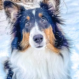 Shetland Sheepdog Puppies from Southern Charm Sheltie’s