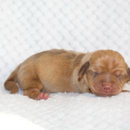 Victor - Red male Dachshund puppy in Bellville, Ohio from JK Mini Doxies