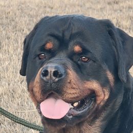 Gus - Rottweiler