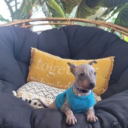 Snickers - Black and tan male American Hairless Terrier puppy in Cañon City, Colorado from Chupacabra Kennel