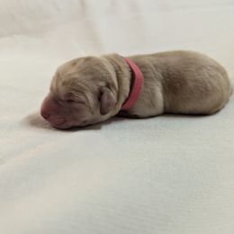 Dilute Retriever and Labrador Retriever Puppies from LC Hunting Labs, LLC.