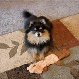 Georgia - Pomeranian