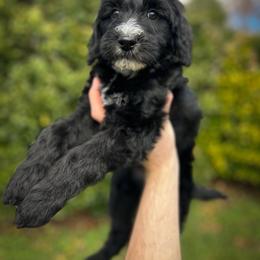 Wishbone - Black and white male Aussiedoodle puppy in Claremont, North Carolina from Magnolia Grove Farms