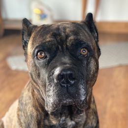 Kenai - Cane Corso