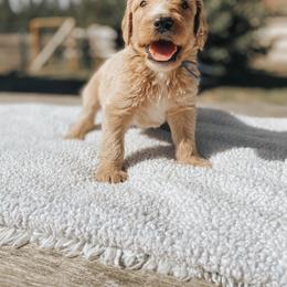 Goldendoodle Puppies from J + A Family Doodles