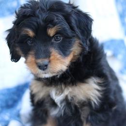 Lane - Black tri-color female Aussiedoodle puppy in Orleans, Indiana from Mae Blossom Puppies